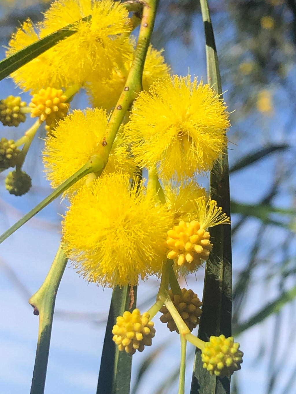 Wattle Blossoms in the Springtime…